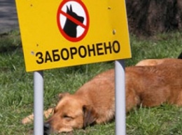 В Кривом Роге безответственных владельцев собак наказывают гривной