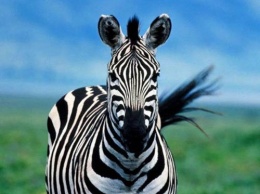 Ученые выяснили, почему зебры и белки полосатые