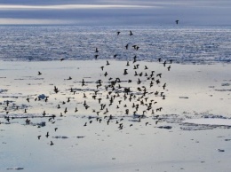 Ученые: Скопления птиц влияют на понижение температуры