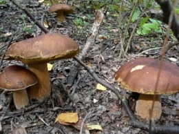 В Кривом Роге трое детей отравились дикорастущими грибами