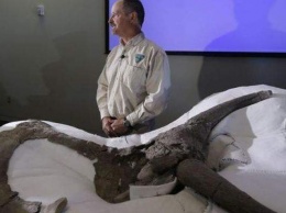 Огромного родственника велоцираптора нашли китайские палеонтологи
