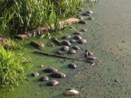 В столичном озере погибли редкие черепахи