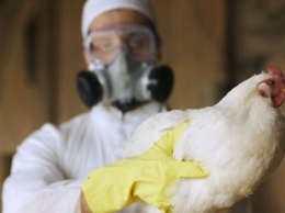 В Польше заявляют о вспышке птичьего гриппа