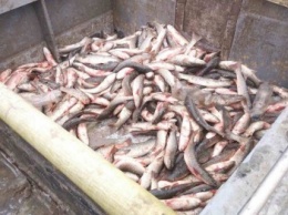 Дончане незаконно ловили рыбу в водах Мариуполя (ФОТО+ВИДЕО)