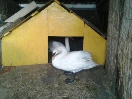 Лебеди из прудов одесского парка Победы переехали на зиму в вольеры