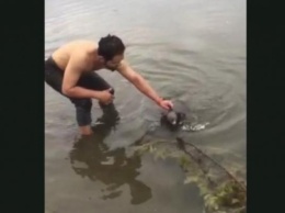 В Австралии мужчина вытащил из реки тонущую коалу (ВИДЕО)