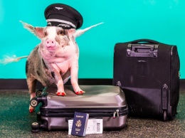 На работу в аэропорт Сан-Франциско взяли свинку, которая носит платья