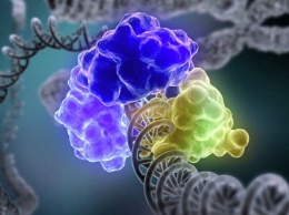 Продолжительность жизни женщин можно предсказать по "хвостам" ДНК