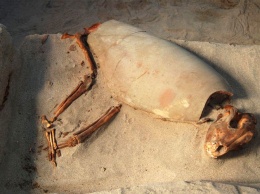 Найдено античное кладбище домашних животных