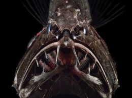 Длиннорогий саблезуб: новые портреты самой зубастой рыбы (ФОТО)