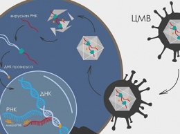 Ученые выяснили, как самый распространенный вирус заражает человека