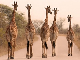 Жирафы могут вымереть к концу века