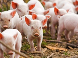Украина вернула звание «нетто-экспортера» свинины