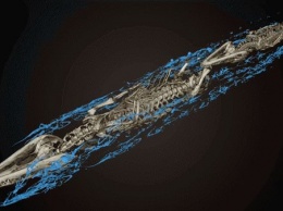 В Голландии получили шокирующие результаты томографии мумии крокодила