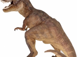 Хвост динозавра, жившего 99 миллионов лет назад, обнаружили на рынке