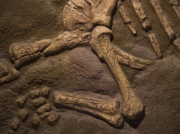 Палеонтологи впервые обнаружили перья динозавров, сохранившиеся в янтаре