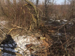 Пойманные на вырубке леса жители Новобугского района клялись, что деревья спилили до них