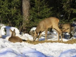 В Закарпатской обл. лесники подготовили еду для диких животных на зиму