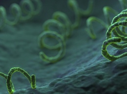 Резистентность сифилиса к макролидам оказалась признаком пандемии