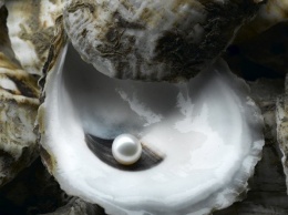 Ученые: При формировании жемчужины, моллюск вращает ее целый год