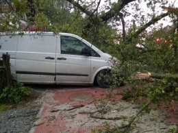 ГСЧС: ураган в селе Свитязь повалил 50 деревьев и травмировал 7 человек