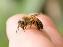 В Мелитополе человека едва не убила обычная пчела