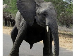 Слоненок станцевал на камеру "брейк-данс" (ФОТО)