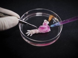 Ученым удалось вырастить настоящую мышиную лапку в лабораторных условиях