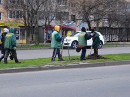 Итоги-2016: одесский «Горзелентрест» высадил 1792 дерева, 643 куста и 13 315 кустов роз