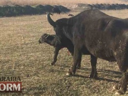 На юге Одесской области успешно плодятся быки из западной Украины