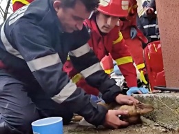 Румынский пожарный сделал искусственное дыхание собаке