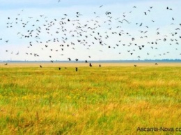 Один беркут, один гоголь, две совы болотных: в заповеднике «Аскания-Нова» провели контрольный учет птиц