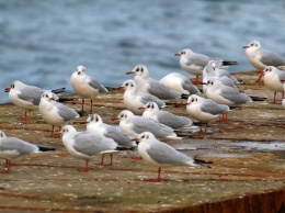 Декабрьские селфи и чайки у моря (фотозарисовка)