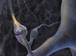 Ученые нашли нейроны, которые приводят к параличу мышц во сне