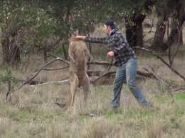 Австралиец ударом кулака отбил свою собаку у кенгуру-гиганта