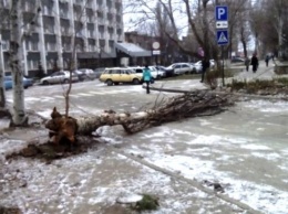 В Запорожье недалеко от главка полиции рухнул тополь (Фото)