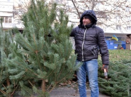 В Одессе открываются елочные базары: часть деревьев продают без маркировки, а цены за год подросли