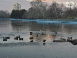 Пруды в одесском парке Победы замерзли, а птицы выживают как могут (ФОТО)