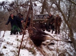 На Харьковщине спасли из реки обессилевшего лося