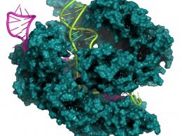Генетики нашли три «переключателя» CRISPR/Cas9
