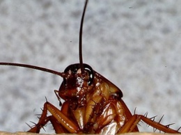 По супермаркетам Днепра гуляют тараканы