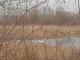 В Херсонской области спасатели освободили стаю лебедей, примерзших ко льду