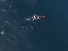 Видео охоты касаток на акул потрясло сети (видео)