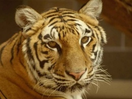Из Ленинградского зоопарка сбежала тигрица