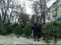 Сколько стоит елка в Павлограде?