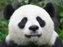 На видео попала панда, попытавшаяся сбежать из китайского парка (ВИДЕО)