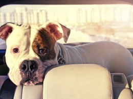 В США позволил разбивать окна чужих автомобилей для спасения животных