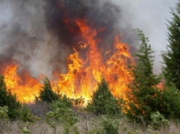 Площадь лесных пожаров в Сибири сократилась на 9 тысяч гектаров