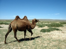 В Саудовской Аравии в ДТП с верблюдом погибли 4 человека