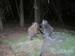 Вот что удалось запечатлеть фотоловушками в лесу ночью. Этим кадрам до сих пор нет объяснения